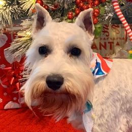 Paris - Miniature Schnauzer