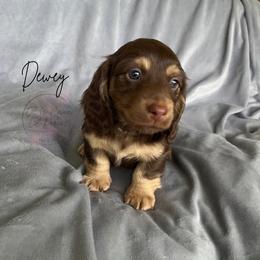 Dewey - Chocolate and cream male Dachshund puppy in Gray, Louisiana from EB's Cajun Lil' Doxies