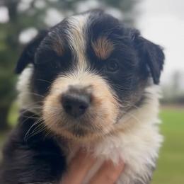 Ike - Black tri-color male Australian Shepherd puppy in Morrow, Ohio from OakHaven Acres Aussies
