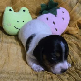 Girl 1 - Dachshund puppy from Neeley Family's Weenies