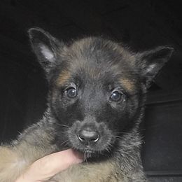 Male laid back great companion - Red sable male Belgian Malinois puppy in Dallas, Texas from OreVis Malinois
