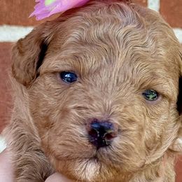 Poodles from Ladybugs Poodles