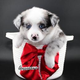 Bi Blue Merle 2 blue eyes - Blue merle female Miniature Australian Shepherd puppy in Pinehurst, Texas from Aussie Amor