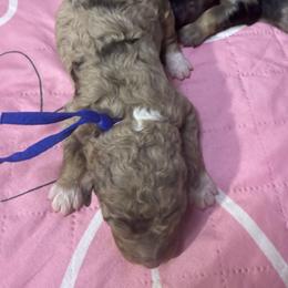 Latte - Chocolate merle female Bernedoodle puppy in Pittsburg, Illinois from Doodles on Rock Creek