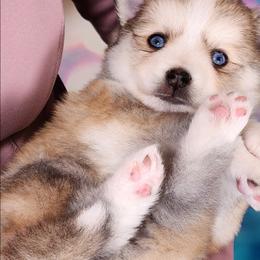 Pomsky Puppies from Bluebird House of Pomsky