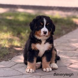 Beverleigh - Tri-color female Bernese Mountain Dog puppy in New Haven, Indiana from Maumee Berners