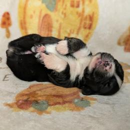 Ozzy - Black tri male Toy Australian Shepherd puppy in Shepherd, Texas from GAMALA Farm & Kennels
