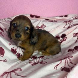 Larry - Dapple male Dachshund puppy in Lake City, Florida from My Ditzy Doxies of Florida