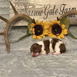 Latte - White and red male Border Collie puppy in Moody, Texas from Narrow Gate Farm