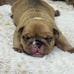 Boy 4 - Red brindle and white male Bulldog puppy in Wagoner, Oklahoma from Bre's Bulldogs