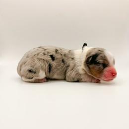 Slate - Blue merle male Australian Shepherd puppy in Placerville, California from BFF Aussies