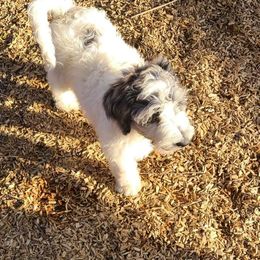 Dash - Blue merle Aussiedoodle puppy in Suisun City, California from Spandoodles