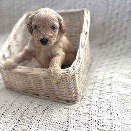 Goldendoodle Puppies from Sweet Doodles of Alabama