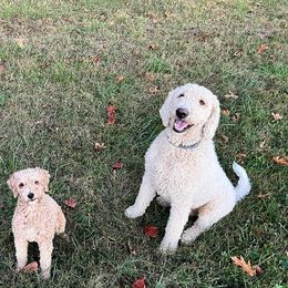 Aussiedoodles, Goldendoodles, and Poodles from Wonder Poodles and Doodles