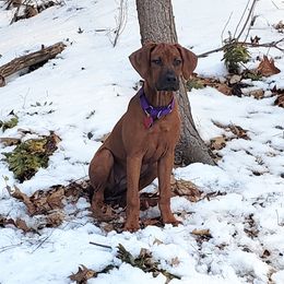 Rhodesian Ridgeback Puppies from Supernova Ridgebacks
