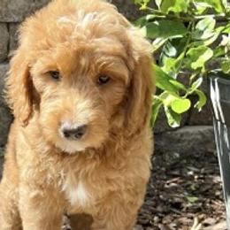 Goldendoodles from Serrano Pups