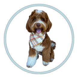 Miller - Goldendoodle