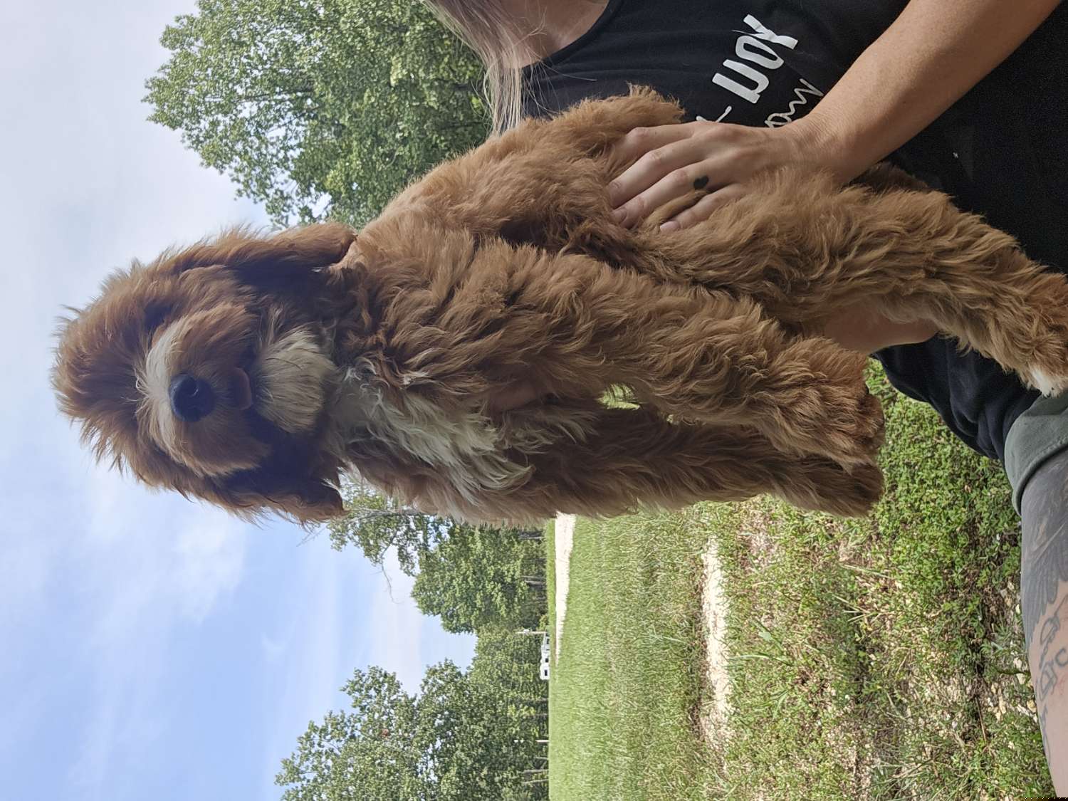 Rosie Puff - Goldendoodle puppy from K&K's Puppy Kingdom