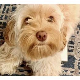 Sadie Wren - Cockapoo