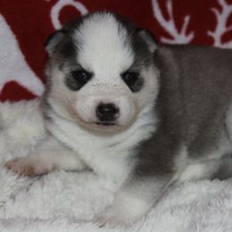 Border Collies and Siberian Huskies from Sunset Ridge