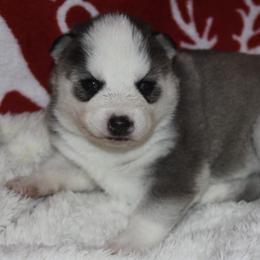 Border Collies and Siberian Huskies from Sunset Ridge