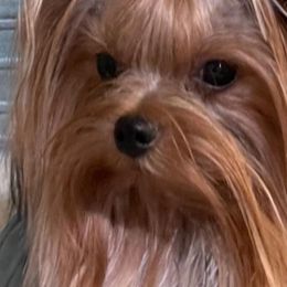 Jaeda - Yorkshire Terrier