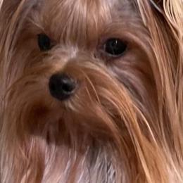 Jaeda - Yorkshire Terrier