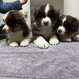 Miniature American Shepherd Puppies from Tempus Fugit