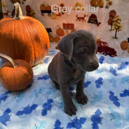 Gray Collar - Chocolate male Labrador Retriever puppy in Holly Springs, North Carolina from Winter Creek Labradors