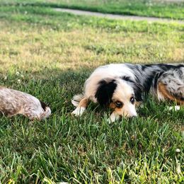 Australian Shepherd, Dachshund, and Miniature Australian Shepherd All Grown Up from Outlaw Aussies & Doxies