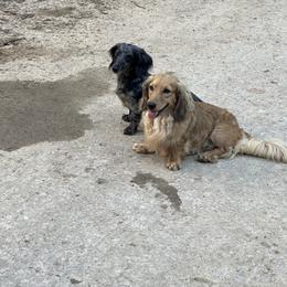 Dachshund Puppies from Golden Creek Farm