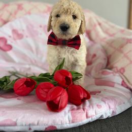 Space - Cream male Poodle puppy in St. Johnsbury, Vermont from Poodles of the Northern Woods