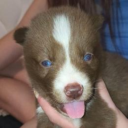 Luna - Red and white female Siberian Husky puppy in Richland, Mississippi from Feazell’s Siberian Huskies