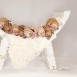 Goldendoodle Puppies from Loving Hearts Goldendoodles