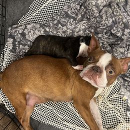Coco - Boston Terrier