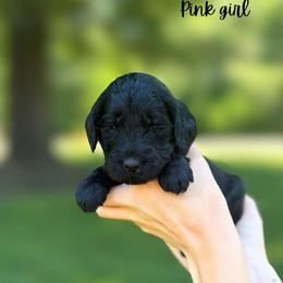 Pink girl - Black female Goldendoodle puppy in Valdese, North Carolina from Doodling All Day Goldendoodles