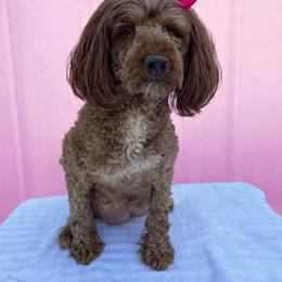 Tracey - Poodle