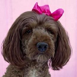 Tracey - Poodle