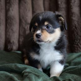 Ritz - Black and tan female Pembroke Welsh Corgi puppy in California City, California from Piff N Puff Corgis