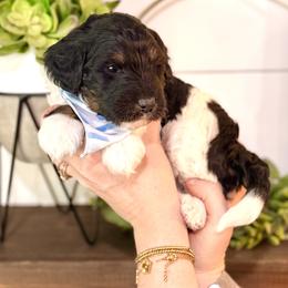 Boy 5 - Tri-color male Bernedoodle puppy in Salt Lake County, Utah from Coco Avenue Pups