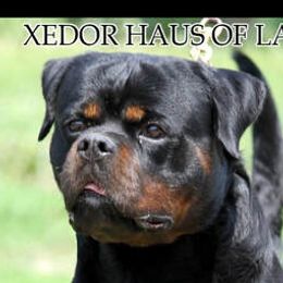 Xedor - Rottweiler