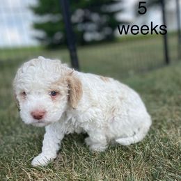 River - White male Lagotto Romagnolo puppy in Minster, Ohio from 1880 Lagotto