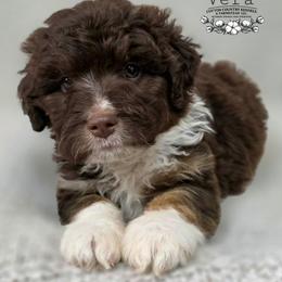 Vera - Red phantom female Aussiedoodle puppy in Vinemont, Alabama from Cotton Country Kennels