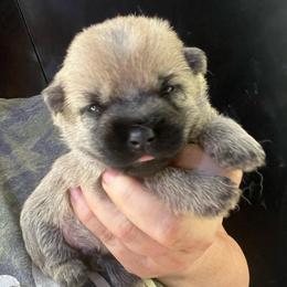 Faris - Silver male Cairn Terrier puppy in Bigfork, Minnesota from Dachshunds Up North