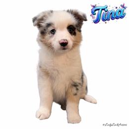 70's Songbirds - Red or Blue Merle Female - Blue merle female Australian Shepherd puppy in Gainesville, Texas from Lady Luck Aussies