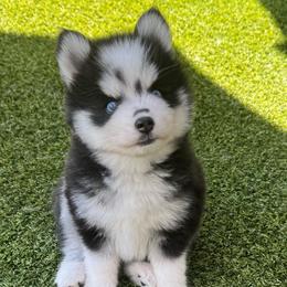 Woody - Black and white male Pomsky puppy in Fredericksburg, Virginia from Purely Pomskies