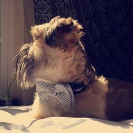 Shih Tzu Puppies from CID Love