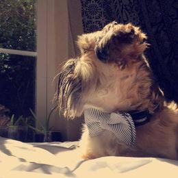 Shih Tzu Puppies from CID Love