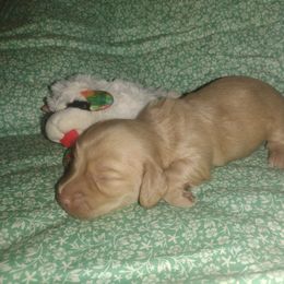 Dachshund Puppies from Katrina's Punk Rock Dachshunds