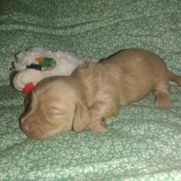 Dachshund Puppies from Katrina's Punk Rock Dachshunds